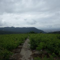 収獲の終わったローズ畑には重苦しい厚い雲が垂れ込めています