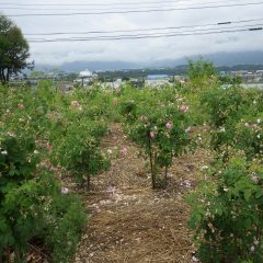 事務局前のローズ畑はほぼ咲き終わりました