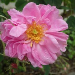 雨粒の溜まった花びら