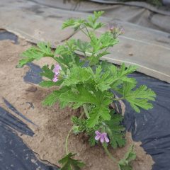 小さいながらもポツポツ花を咲かせているローズゼラニウム