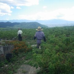 ローズ畑では今日も除草作業が続いています