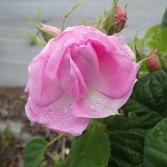 開き掛けている蕾にも雨粒が溜まっています