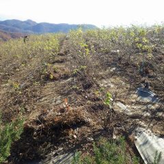 本剪定をする前にローズ畑の清掃作業をしています