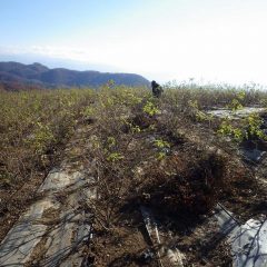 除草した草や伸びすぎた枝を片付けています