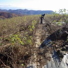 本剪定をやりやすくする大切な作業です