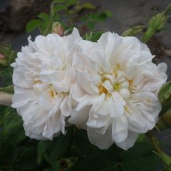 ダマスクローズの白い花
