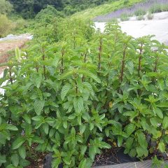 ベルガモットミントは緑の葉を茂らせています