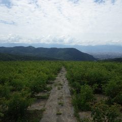 梅雨の晴れ間、夏至を迎えた農場のローズ畑