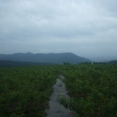 台風7号の被害も無くパラパラと雨が残るローズ畑