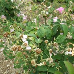 咲き終わった花柄や伸びた枝を切り取って整理します