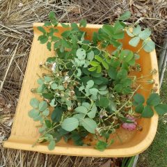 一株から切り取った花柄や枝・葉