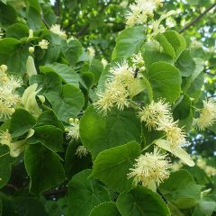 リンデンの花が咲き始めました