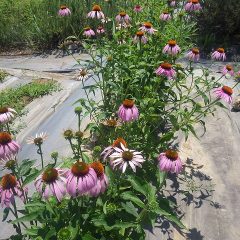 エキナセアの花も咲き始めています