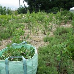 花柄切り作業完了