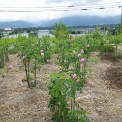 綺麗に片づいてスッキリしたローズ畑