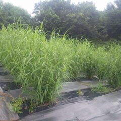 パルマローザは穂が出始めています