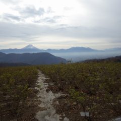 農場では甲府の街が朝靄にすっぽりと覆われている景色が広がっていました