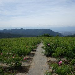 久し振りに晴れたローズ畑には恥ずかしそうに頭だけ出した富士山が見えました