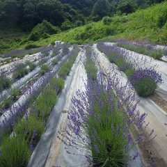 こちらのラベンダー畑は花が咲き揃ったので収穫開始です