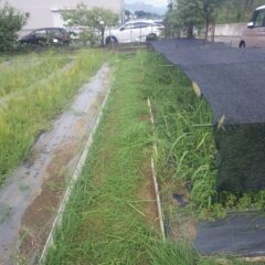 通路の草刈り作業終了
