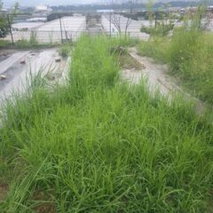 通路もこの通り