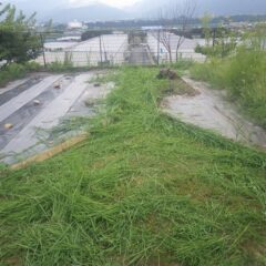 何処も雑草だらけになってしまいました