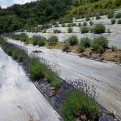 ラベンダー畑では早咲きの「ノウシ（濃紫）」が色付き始めました