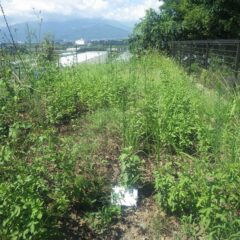 事務局前の草刈り作業