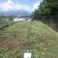 先ずは草刈り作業