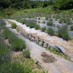 遅咲きの「オカムラサキ（丘紫）」も色付き始めています