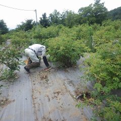 こちらの畑でも防草シートの隙間から雑草が生えて来ます