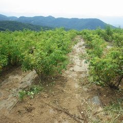 除草作業が終わって綺麗になったローズ畑