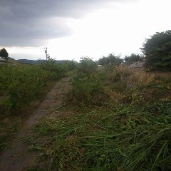 夕方、暗雲が空を覆い始め大粒の雨がポツポツ落ちて来たので本日の除草作業は終了となりました