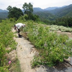 今日でローズの収獲は終了、早速午後からは除草作業が始まりました