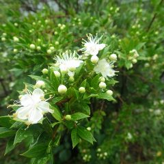 マートルの花が雨に濡れています