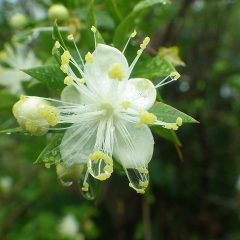 今日も雨！