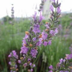 ラベンダー・スーパーの花穂