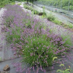 ラベンダー・グロッソは雨に濡れて重くなった花穂が垂れ下がっています