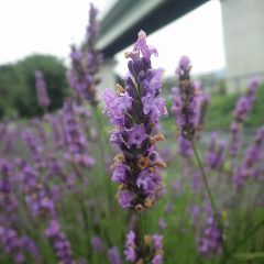 ラベンダー・グロッソの花穂