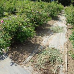 収獲作業が終わった畑では除草作業が行われています