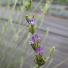 ラベンダー・スピカの花もひっそりと咲いています