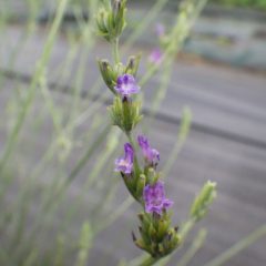 ラベンダー・スピカの花もひっそりと咲いています