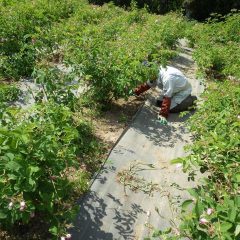 炎天下で休み無く続けられる除草作業