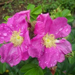 ハマナスの花は雨に負けずに咲いています