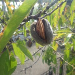 萎びてカサカサになってしまった実
