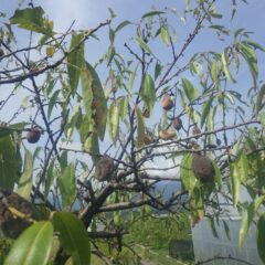 通常は8月中旬頃に収穫しているアーモンドですが、雨も降らず異常な暑さが続いた為か実が割れずに樹上で変色して萎びてしまう実が沢山あります