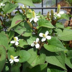 真っ白などくだみの花