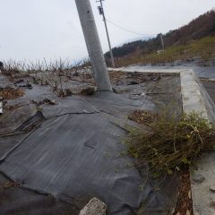 いよいよローズの剪定が始まりました