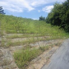 農場のローズ畑の草刈り作業