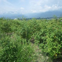 久しぶりに晴れた事務局前のローズ畑は雑草だらけ